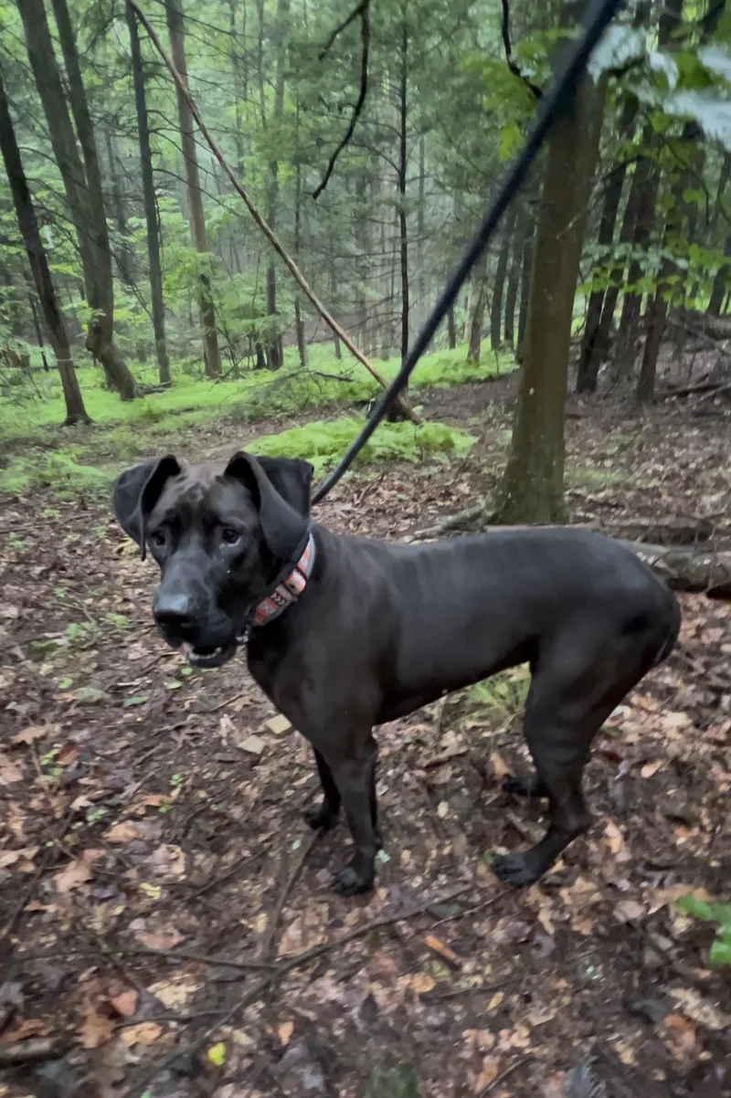 An adult extra large-sized female Black Great Dane dog named BABY Grand Piano for adoption in Millerstown, PA