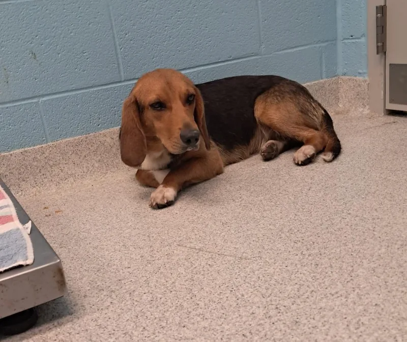 A young medium-sized female Tricolor (Brown, Black, & White) Beagle dog named Stevie for adoption in Frankfort, KY