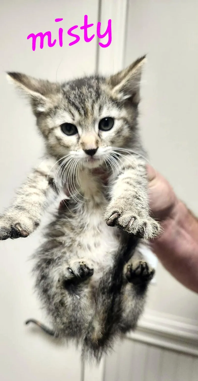 A baby small-sized female Tabby cat named Misty C Klein for adoption in Saunderstown, RI