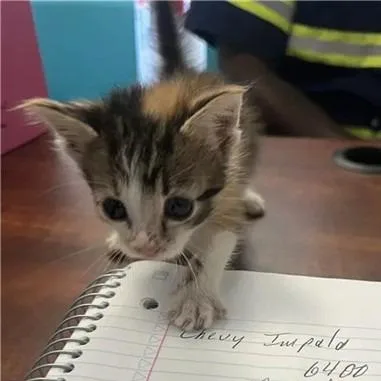A baby small-sized female Torbie Domestic Short Hair cat named Purrty for adoption in Saint Louis, MO
