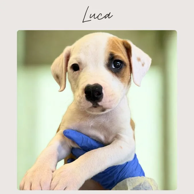 A baby small-sized male Yellow / Tan / Blond / Fawn Boxer dog named Luca for adoption in San Juan Capistrano, CA