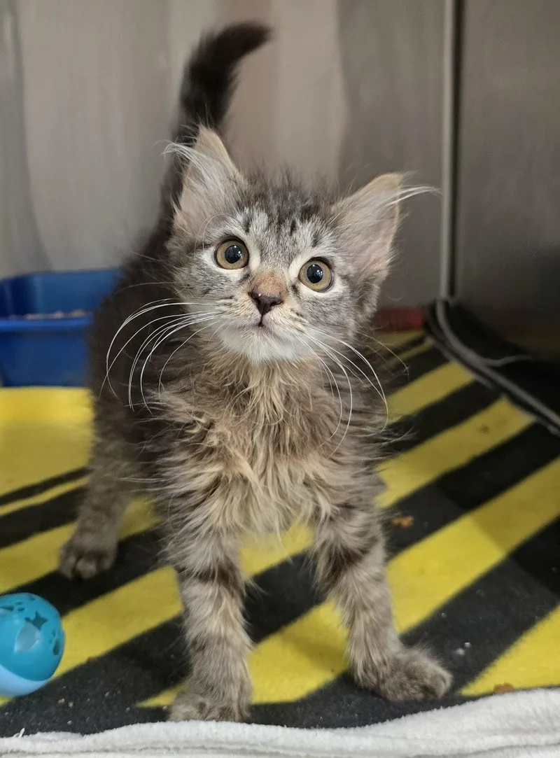 A baby medium-sized female Tabby (Brown / Chocolate) Domestic Long Hair cat named Chloe for adoption in Amityville, NY