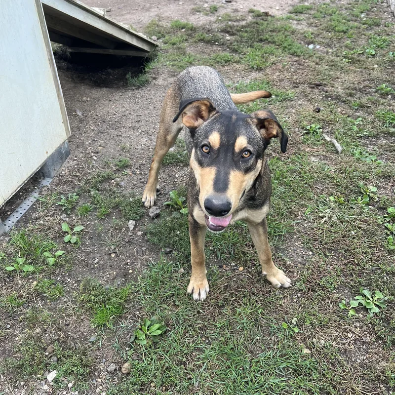 A young medium-sized male Shepherd dog named Skipper for adoption in Fairmont, MN