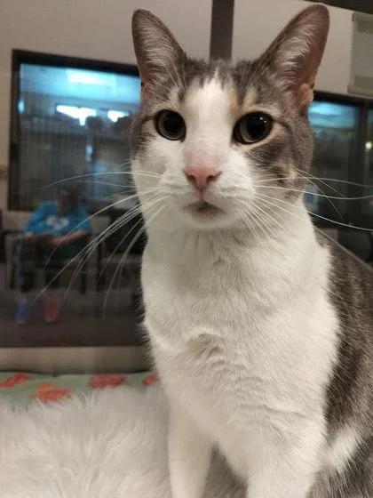 An adult medium-sized male Domestic Short Hair cat named Cookies for adoption in Irving, TX