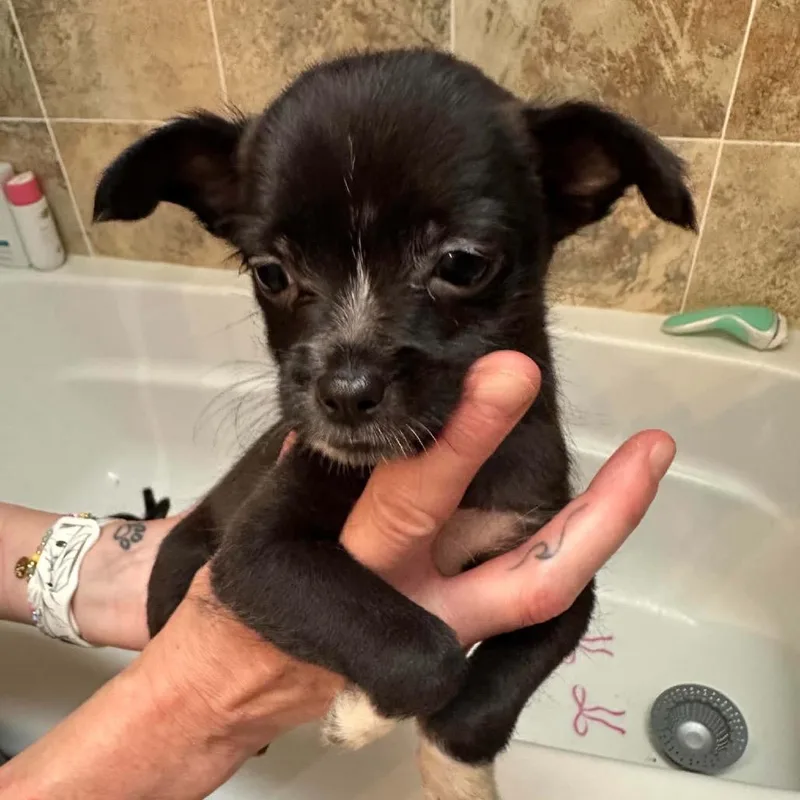 A baby small-sized female Black Mixed Breed dog named Malt for adoption in Fredericksburg, VA