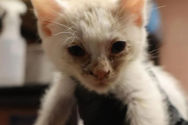 A baby small-sized male Domestic Short Hair cat named Emerald Jade for adoption in Columbia, SC