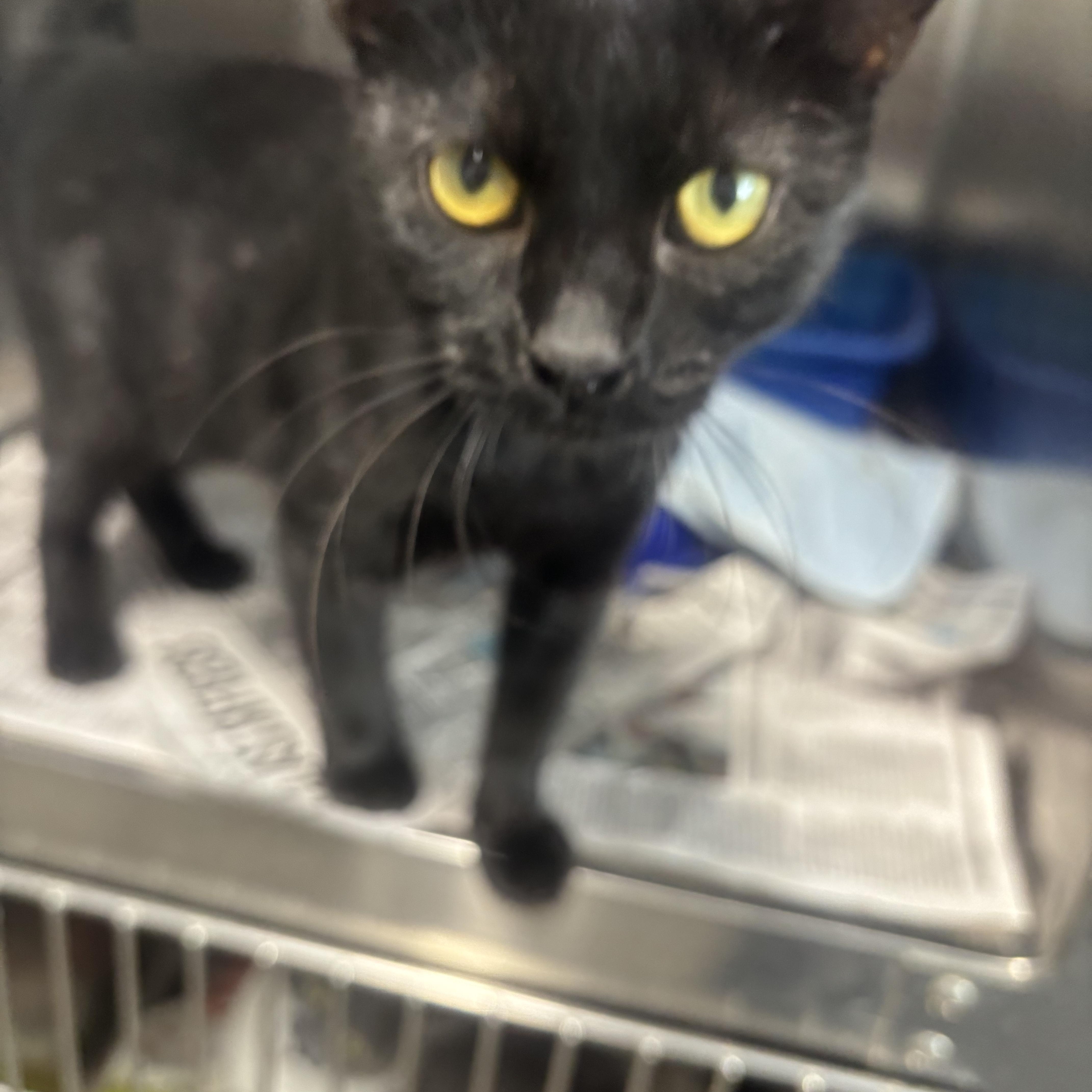 A young small-sized female Domestic Short Hair cat named Spice for adoption in Rogersville, TN