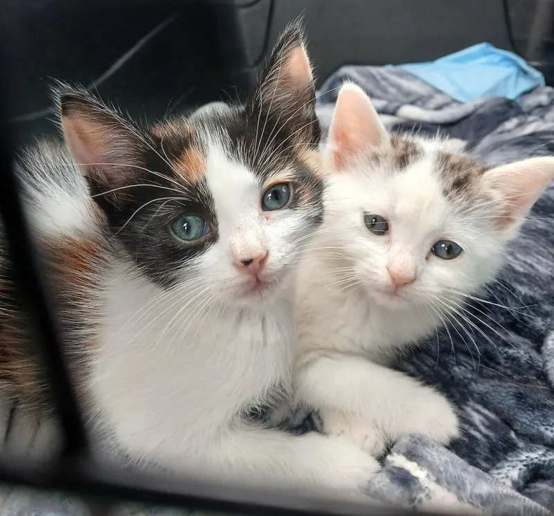 A baby small-sized female Black & White / Tuxedo Domestic Short Hair cat named Bob & Kira Bonded for adoption in Boca Raton, FL