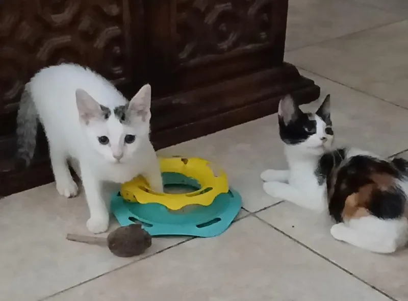 Bob & Kira Bonded thumbnail 4