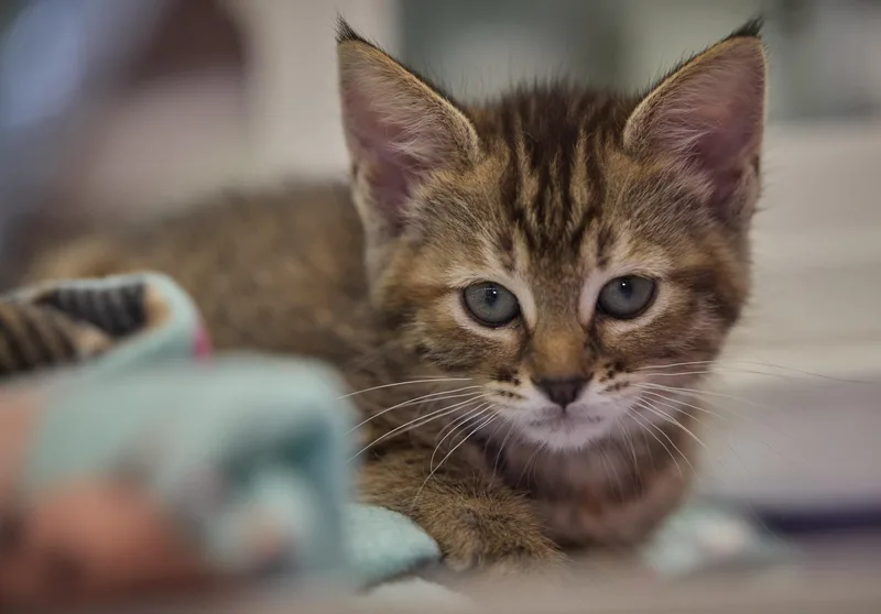 A baby medium-sized female Domestic Short Hair cat named Thumbelina for adoption in Santa Barbara, CA