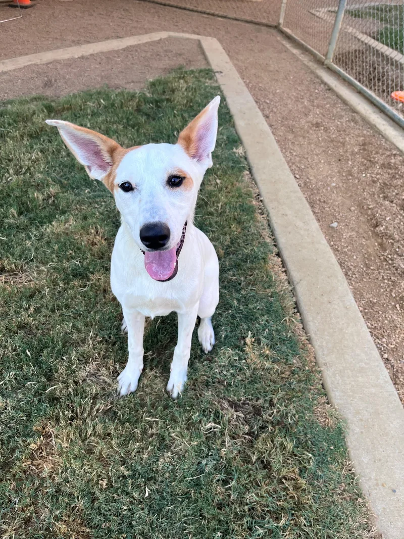 An adult large-sized female Labrador Retriever dog named Lola A for adoption in Plano, TX