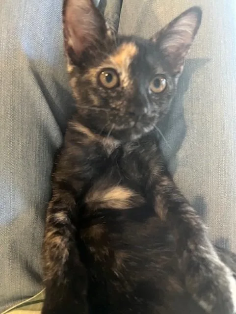 A baby small-sized female Domestic Short Hair cat named Sunset for adoption in Magnolia, TX