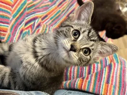 A baby small-sized female Brown / Chocolate Domestic Short Hair cat named Niklaus for adoption in Harbor Springs, MI