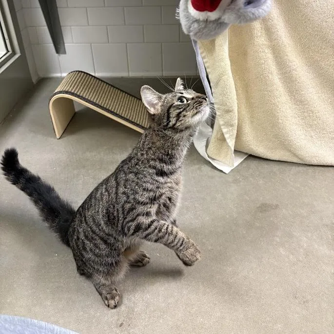 Kit Vicious