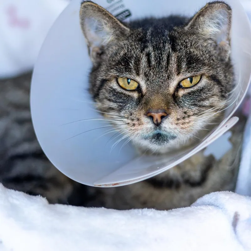 A young medium-sized female Brown / Chocolate Domestic Short Hair cat named Seven for adoption in Wilmington, DE