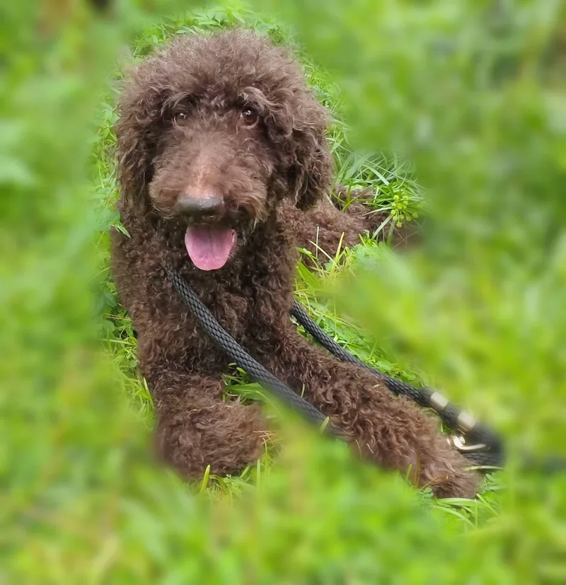 Coco