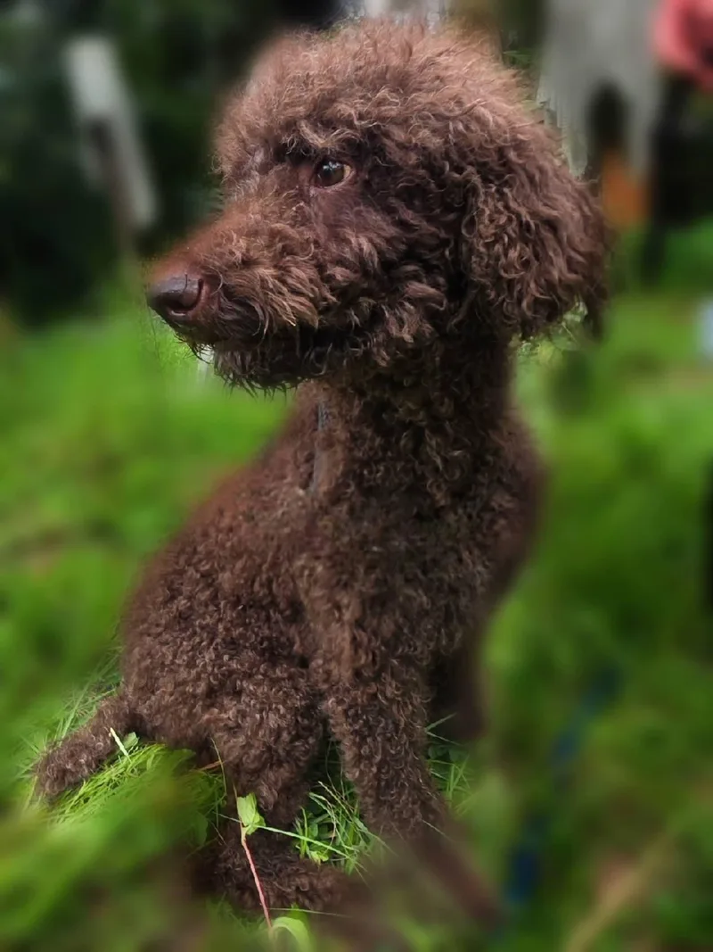 Coco thumbnail 2