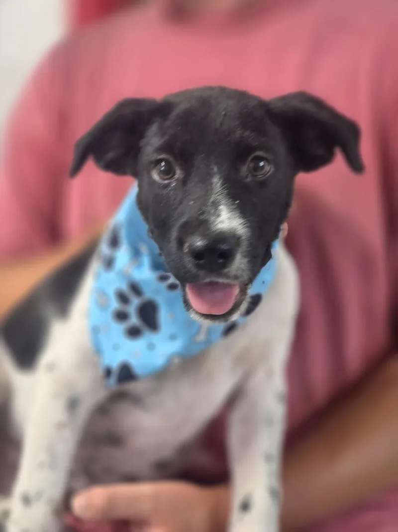 A baby medium-sized male English Pointer dog named Domino for adoption in Walthill, NE
