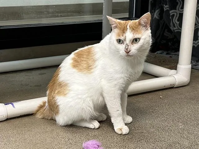 An adult medium-sized male Domestic Short Hair cat named Micah for adoption in McKinleyville, CA