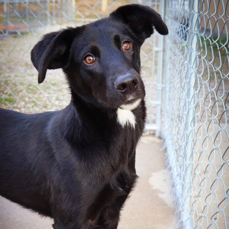 A baby medium-sized male Black Black Labrador Retriever dog named Sage for adoption in Hollister, MO