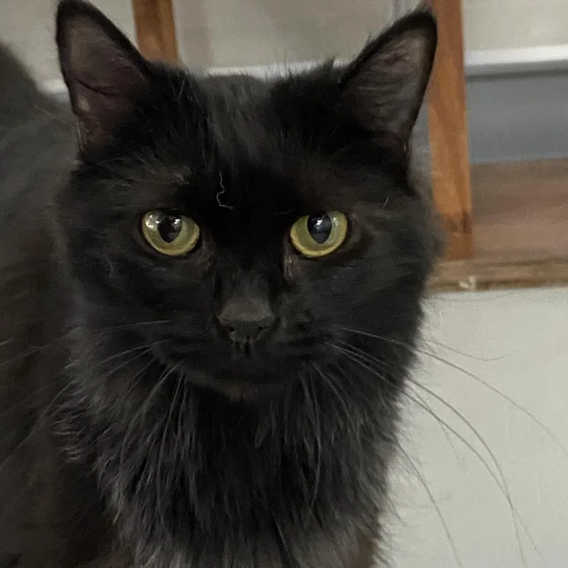 A senior small-sized female Black Domestic Long Hair cat named Tasha for adoption in Hemet, CA
