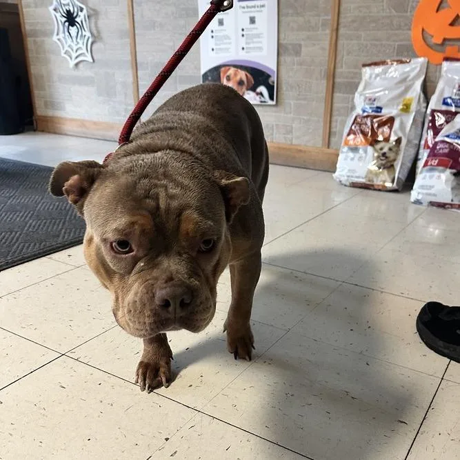 An adult medium-sized female Yellow / Tan / Blond / Fawn Mixed Breed dog named Jaina Proudmoore for adoption in Davenport, IA