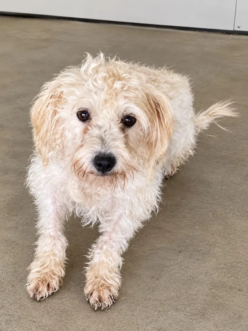 An adult small-sized male Miniature Schnauzer dog named Groot for adoption in Lacon, IL