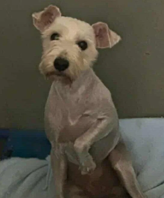 A young small-sized male Schnauzer dog named Seb for adoption in Minneapolis, MN