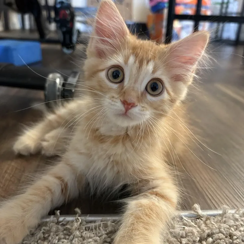 A baby small-sized male Orange / Red Domestic Medium Hair cat named James for adoption in Westminster, CA