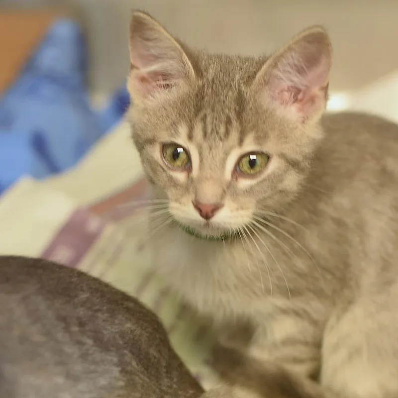 A baby small-sized male Gray / Blue / Silver Domestic Short Hair cat named Tony for adoption in Belleville, IL