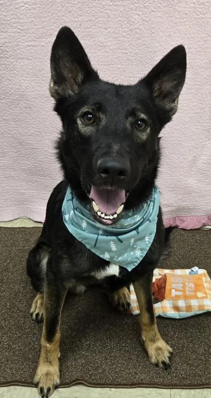 Jace