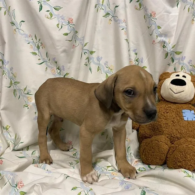 A baby small-sized male Pit Bull Terrier dog named A for adoption in Modesto, CA