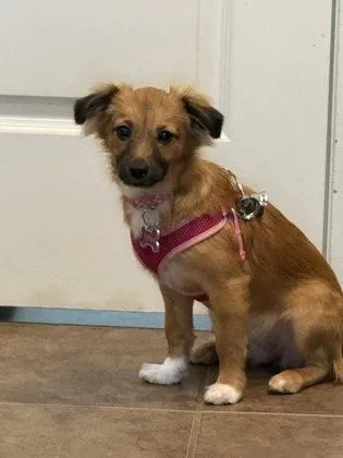A baby small-sized female Spaniel dog named Mildred for adoption in Fort Worth, TX