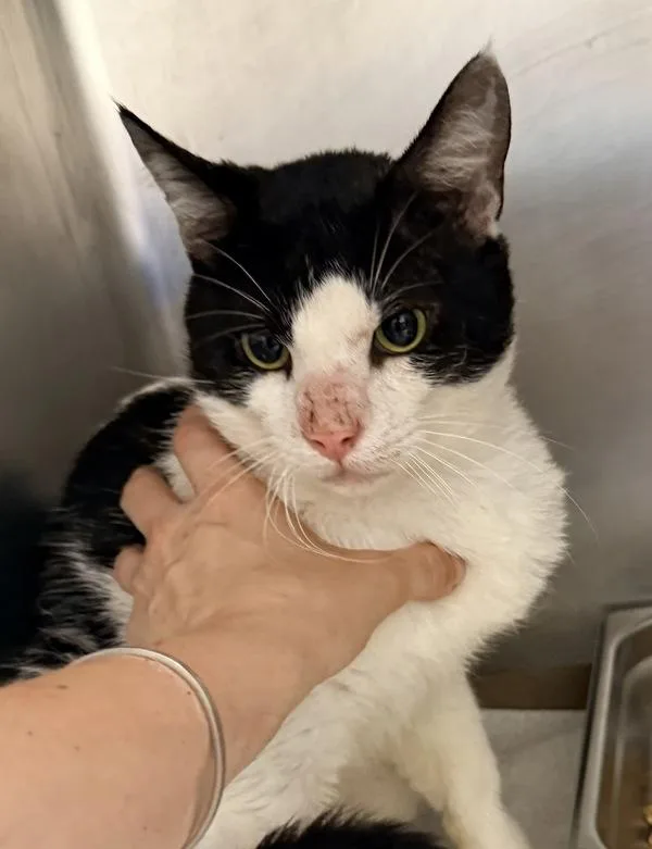 A young medium-sized male Domestic Short Hair cat named Dorado for adoption in Canton, GA