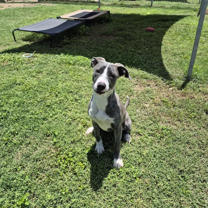 A young medium-sized female Pit Bull Terrier dog named Moxie for adoption in Schertz, TX