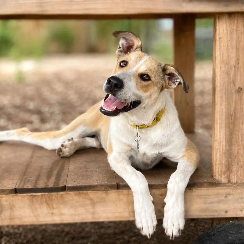 An adult medium-sized male Labrador Retriever dog named Rugen for adoption in Boerne, TX