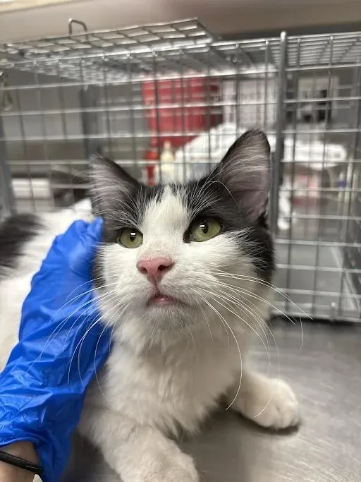 A young large-sized female Domestic Long Hair cat named Willow for adoption in Las Vegas, NV