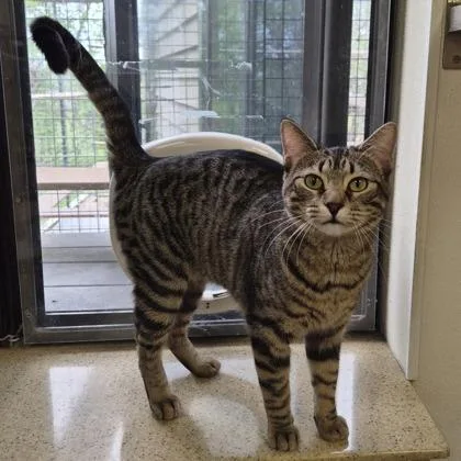 A young medium-sized female Domestic Short Hair cat named Magpie for adoption in Woodstock, IL