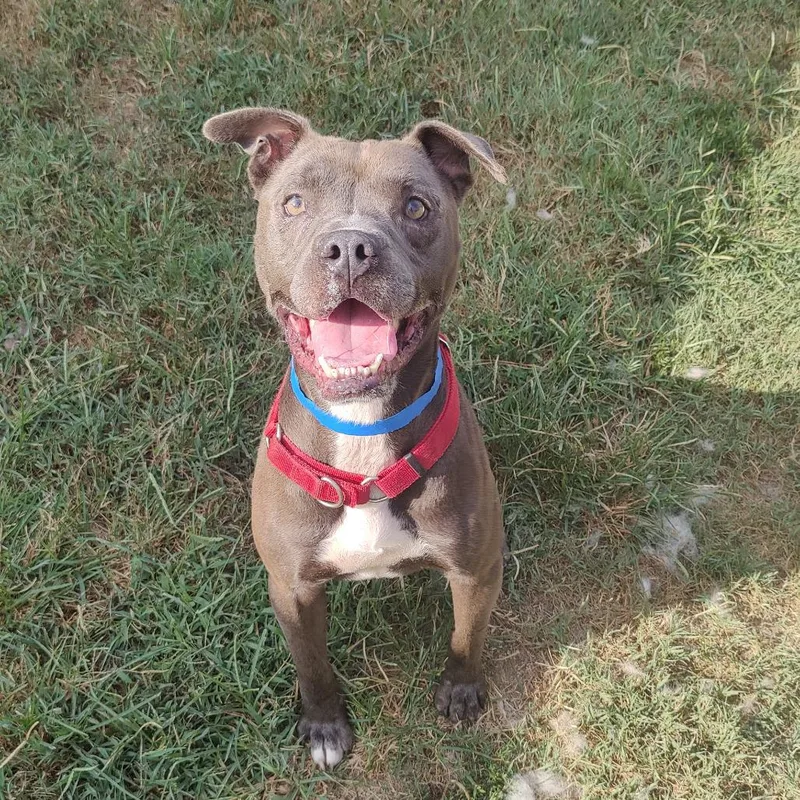 An adult medium-sized male Brown / Chocolate Mixed Breed dog named Blue for adoption in Chattanooga, TN