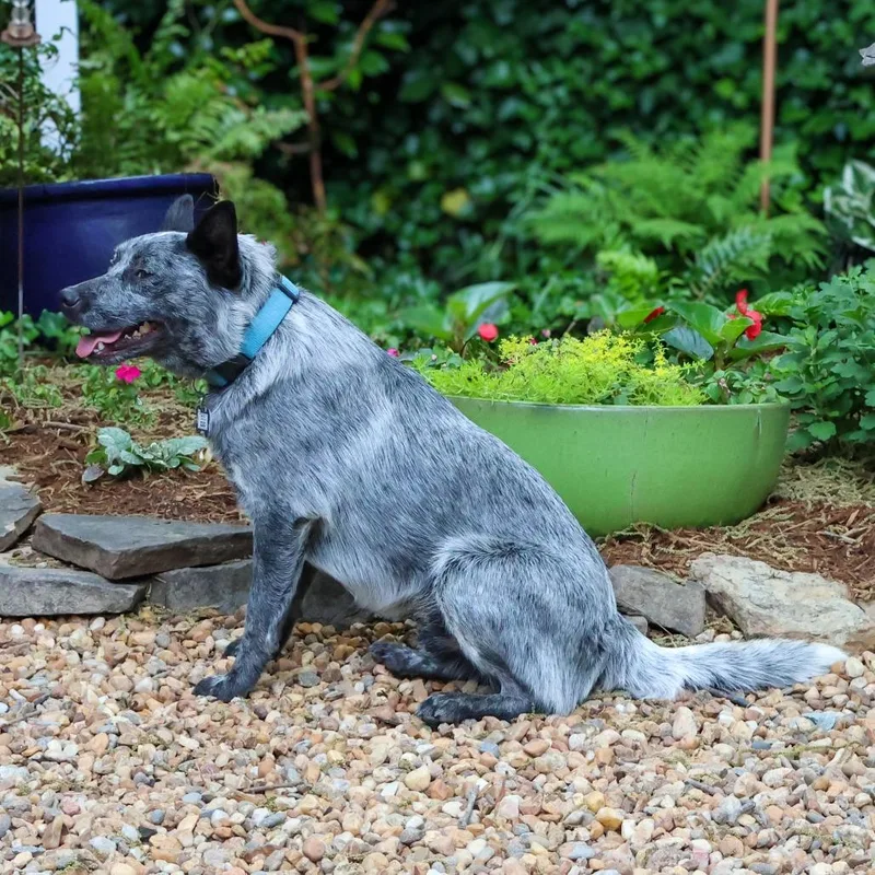 An adult medium-sized male Gray / Blue / Silver Australian Cattle Dog / Blue Heeler dog named Cleg for adoption in Wake Forest, NC
