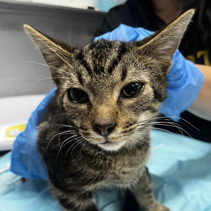 A baby small-sized female Brown / Chocolate Domestic Short Hair cat named Marco for adoption in Summerville, SC