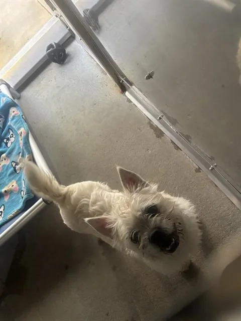 A young medium-sized male West Highland White Terrier / Westie dog named Rocky for adoption in Camarillo, CA