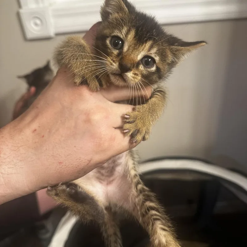 A baby small-sized female Buff / Tan / Fawn Domestic Short Hair cat named Fritter for adoption in Wichita, KS