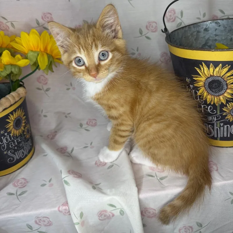 A baby small-sized male Orange / Red Norwegian Forest Cat cat named Crochet for adoption in Mount Vernon, IL