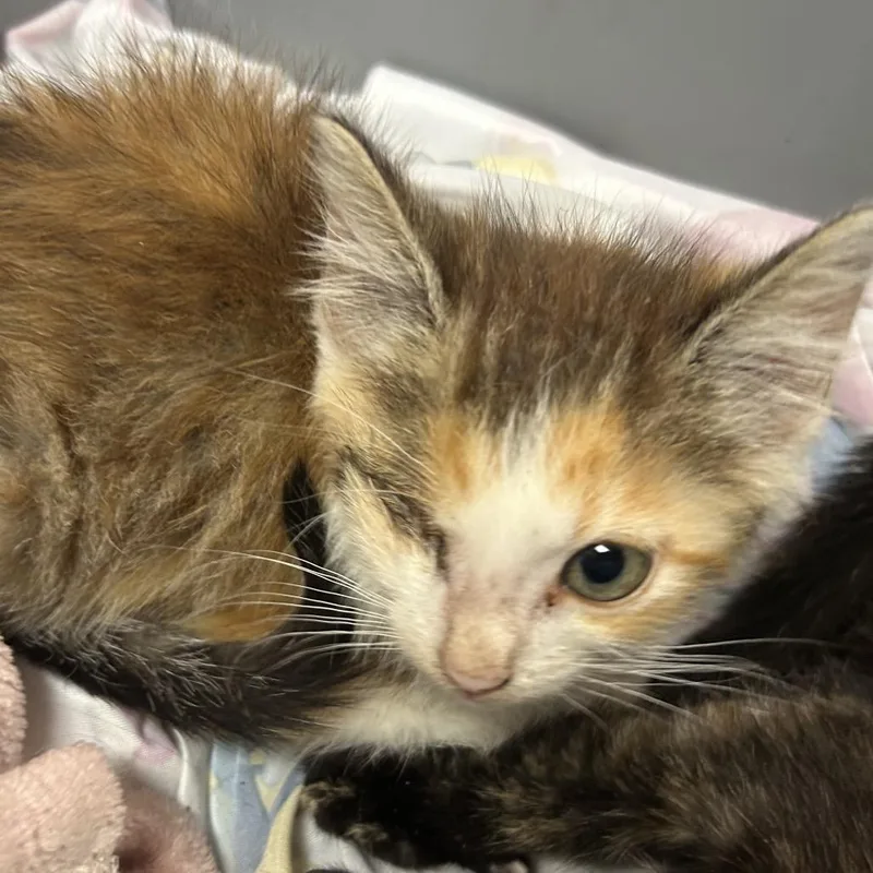 A baby small-sized female Calico Domestic Short Hair cat named Governor for adoption in Chattanooga, TN