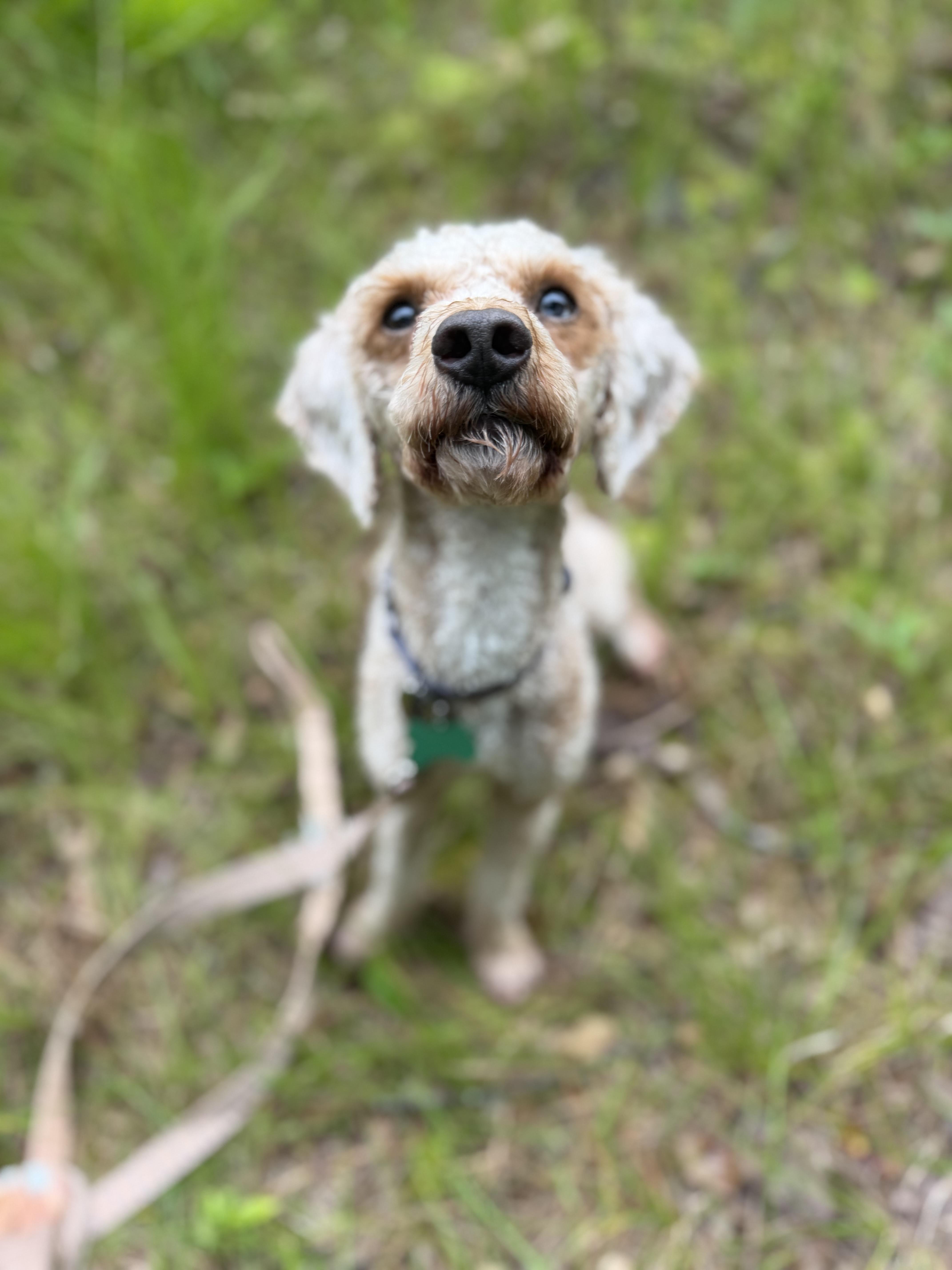 An adult small-sized male Goldendoodle dog named Pluto for adoption in Medford, NJ