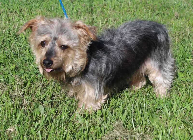 A senior small-sized male Yorkshire Terrier dog named Bobbie for adoption in Heath, OH