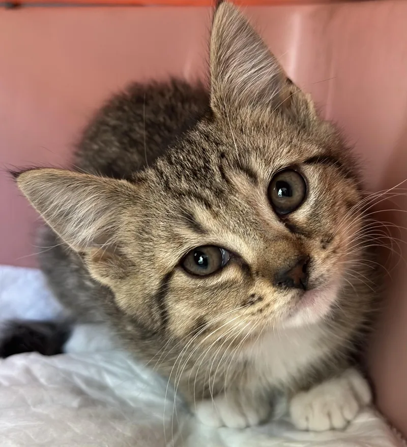 A baby small-sized female Tabby (Brown / Chocolate) Tabby cat named Salsa for adoption in Lawrenceville, GA
