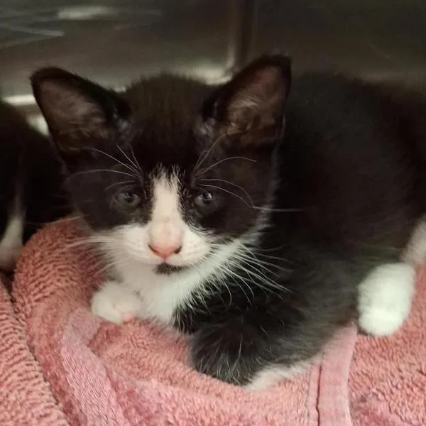 A baby small-sized female Domestic Short Hair cat named Supra for adoption in Vancouver, WA