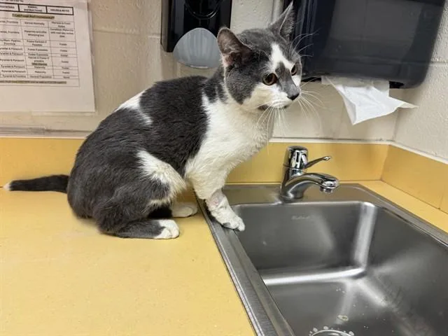 An adult medium-sized male Domestic Short Hair cat named Tawny for adoption in Colorado Springs, CO
